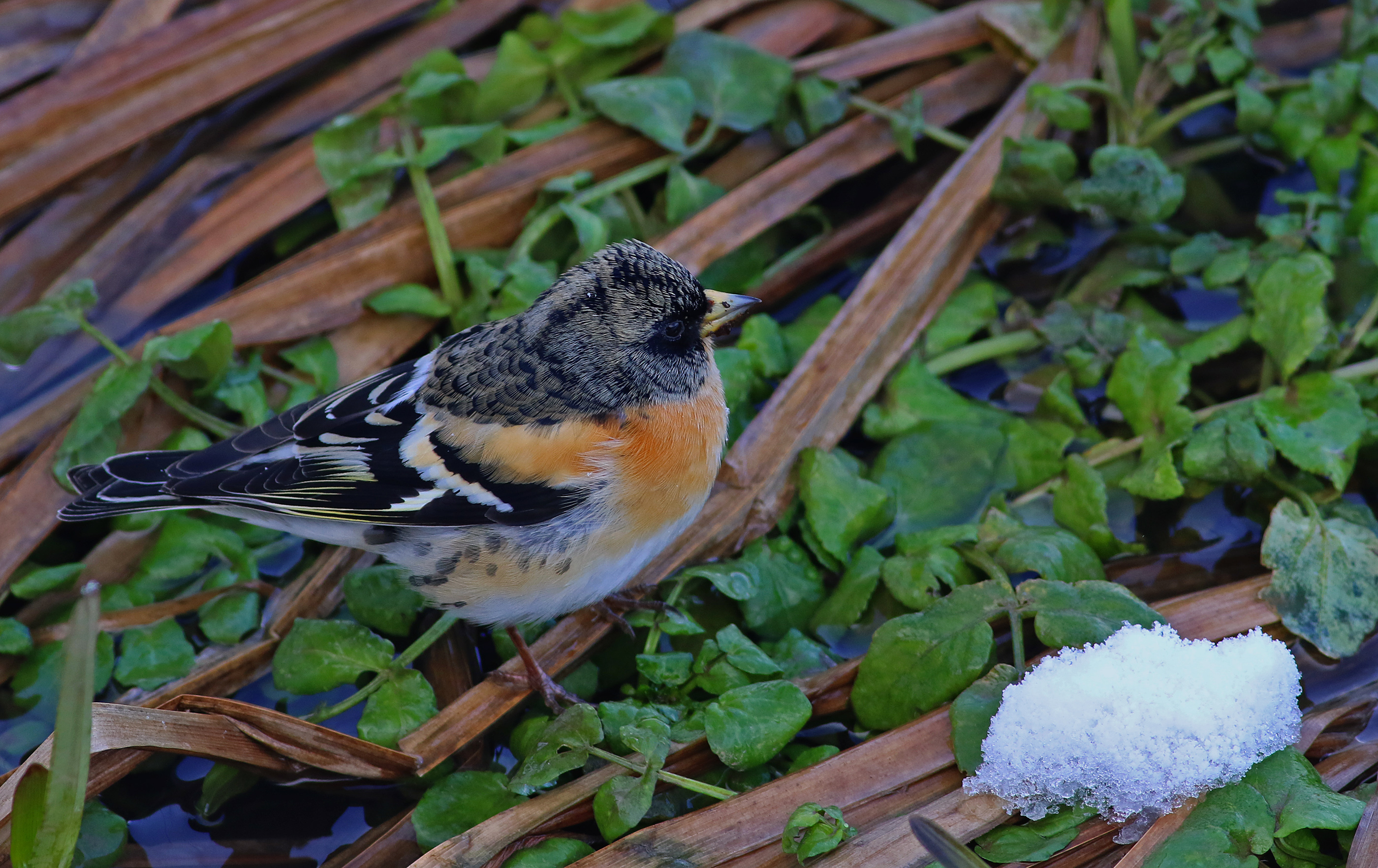 Brambling
